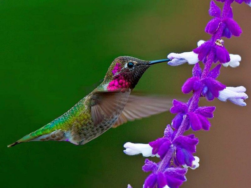 Колибри trochilidae