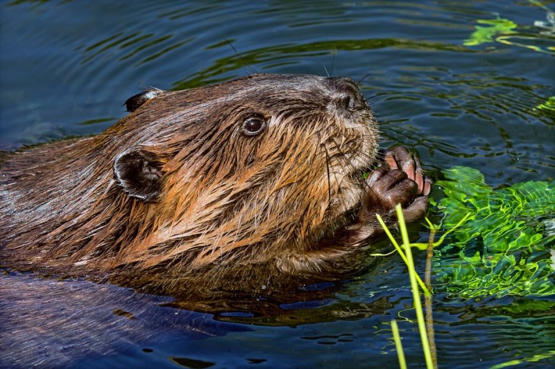 Канадский Бобр (Castor canadensis)