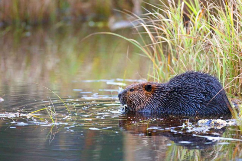 Канадский Бобр (Castor canadensis)