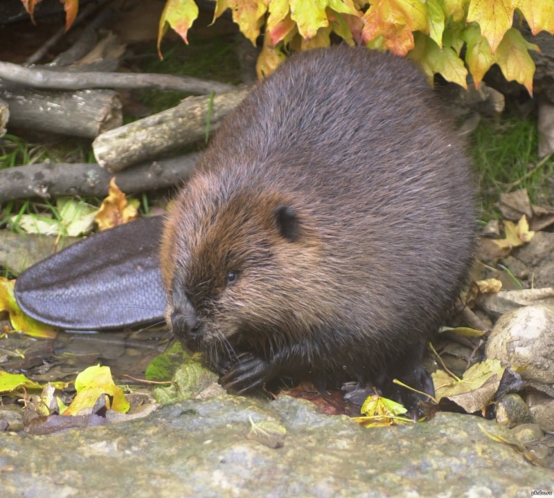 Канадский Бобр (Castor canadensis)