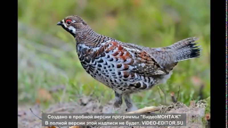 Рябчик Tetrastes bonasia