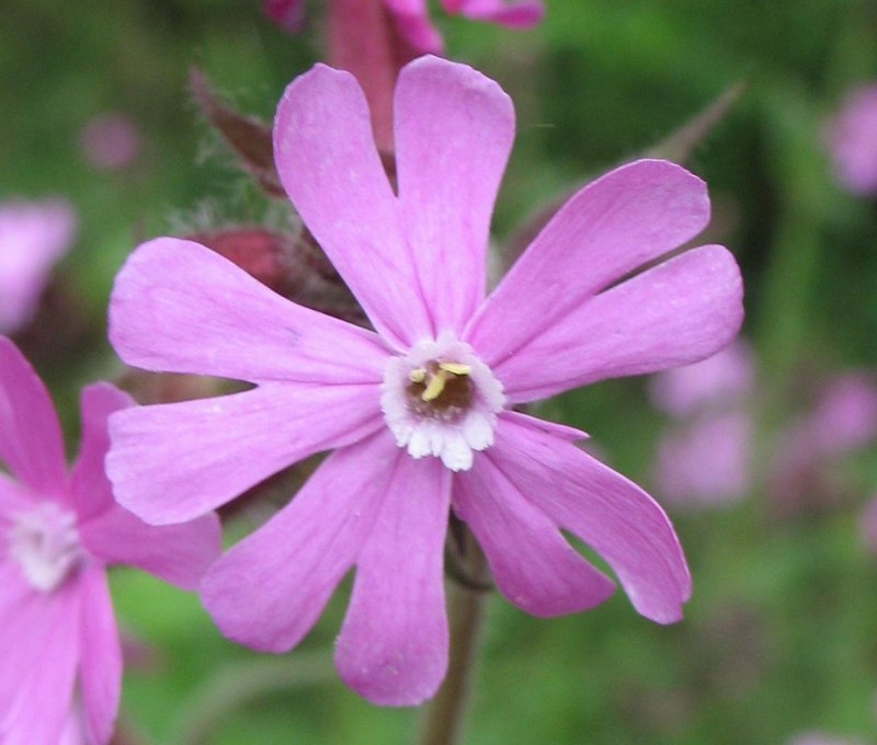 Гибралтарская Смолевка (Silene tomentosa)