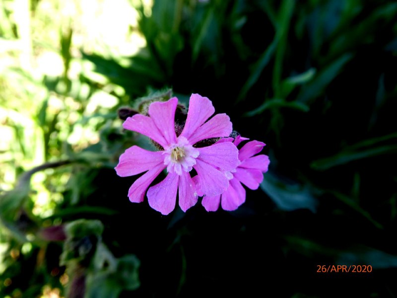 Silene vulgaris Смолевка обыкновенная