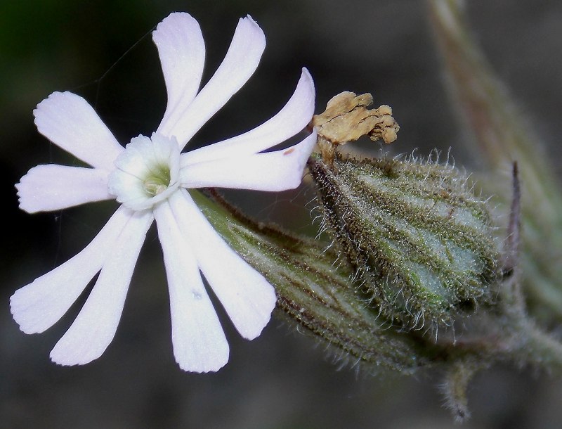 Гибралтарская Смолевка (Silene tomentosa)