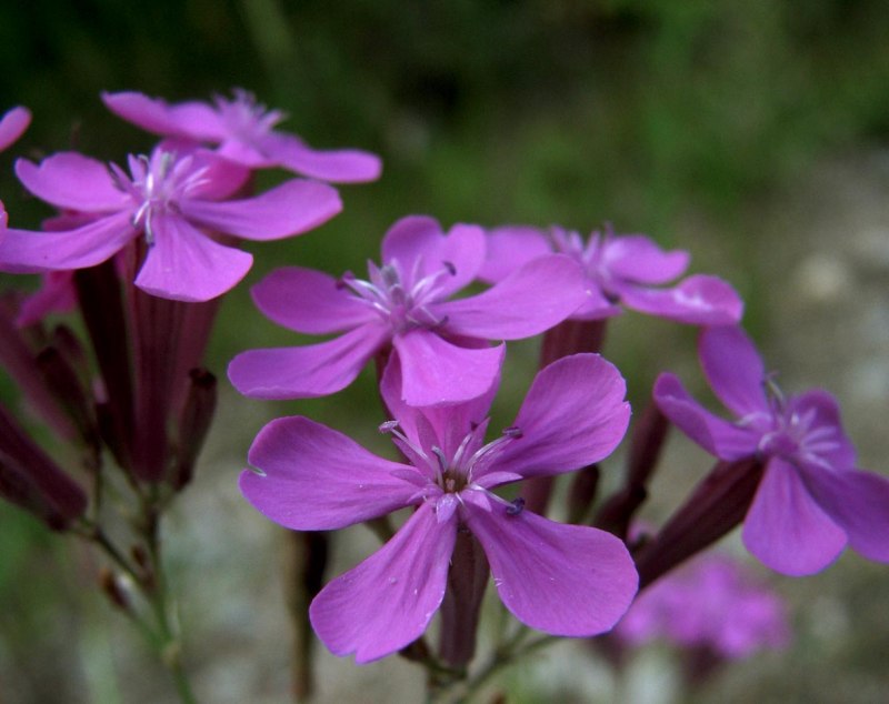 Гибралтарская Смолевка (Silene tomentosa)