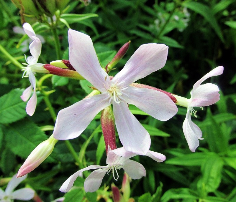 Гибралтарская Смолевка (Silene tomentosa)
