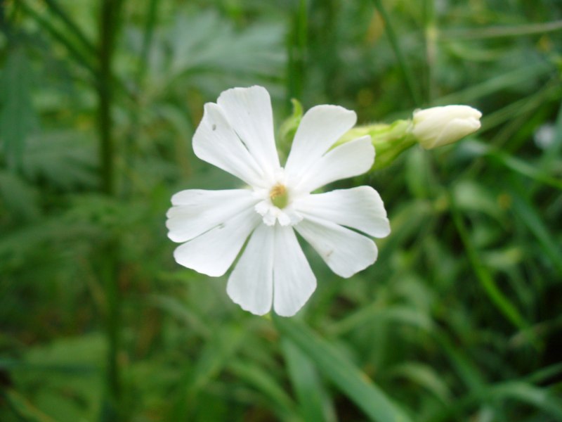 Смолевка Альпийская Альба(Silene Alpestre Alba).