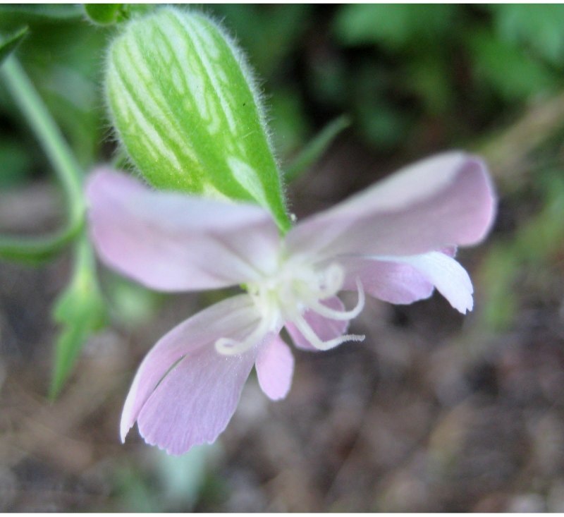 Гибралтарская Смолевка (Silene tomentosa)