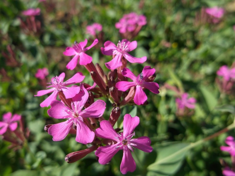 Silene Gallica