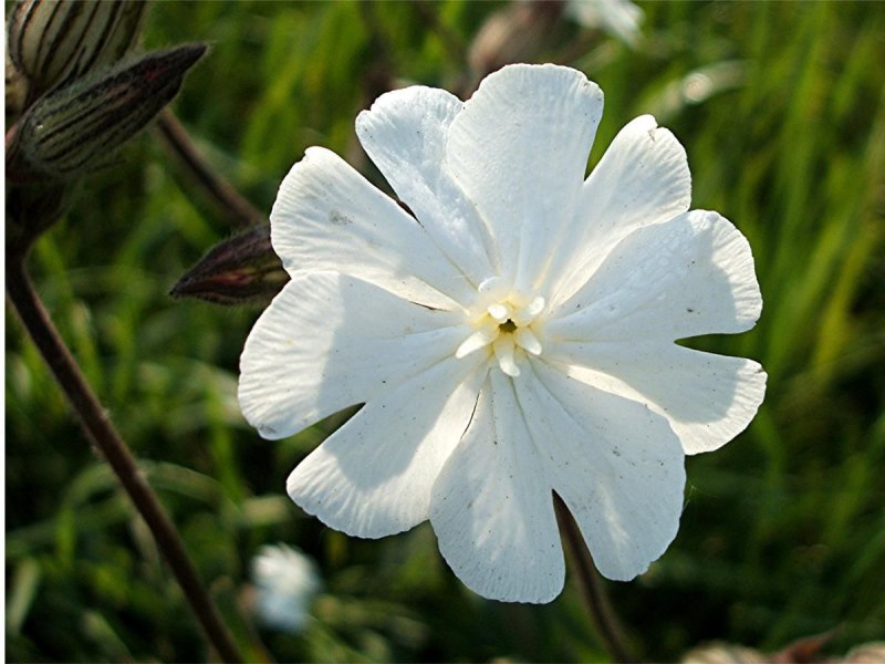 Гибралтарская Смолевка (Silene tomentosa)