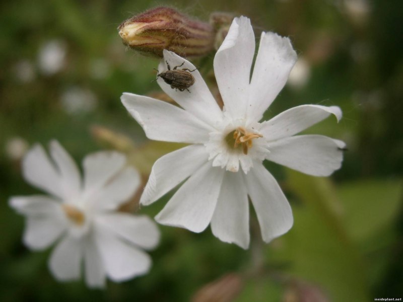 Silene capensis Смолевка
