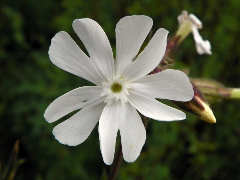 Гибралтарская Смолевка (Silene tomentosa)