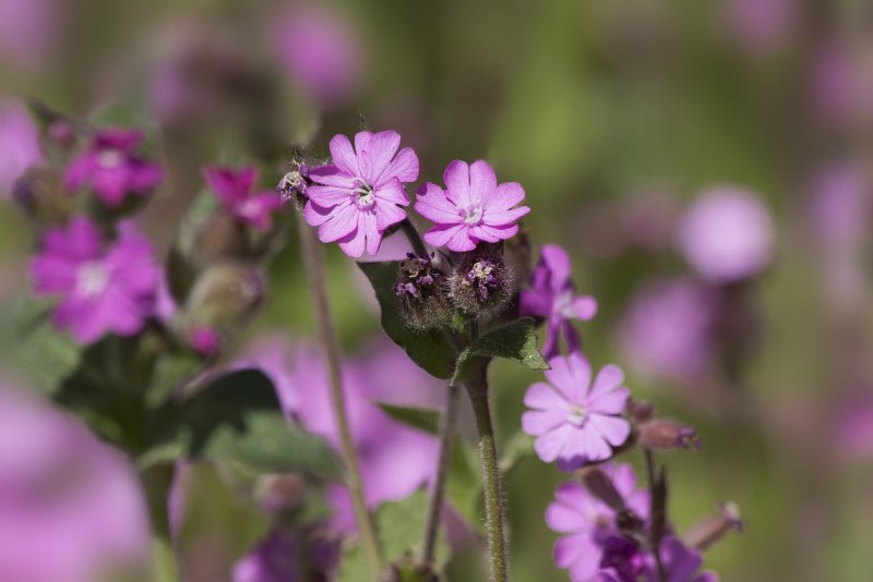 Смолевка широколистная (Silene latifolia).