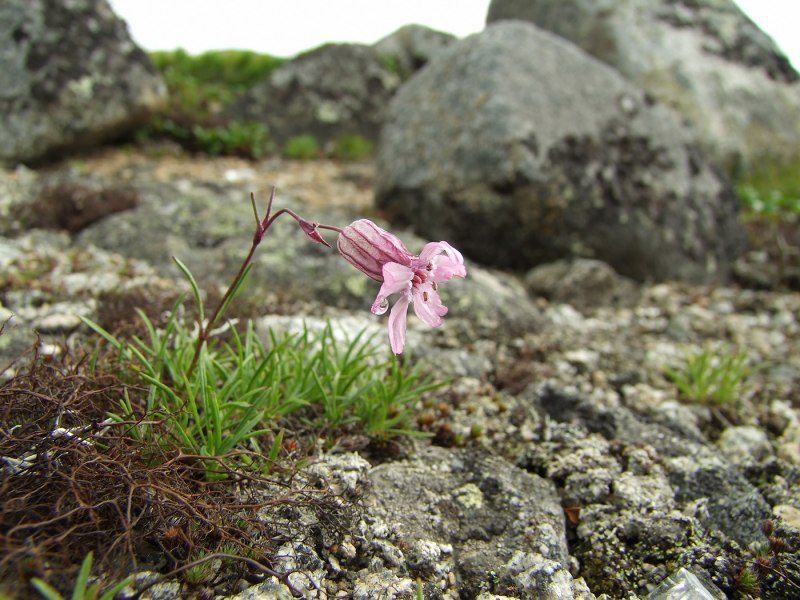 Silene Cucubalus