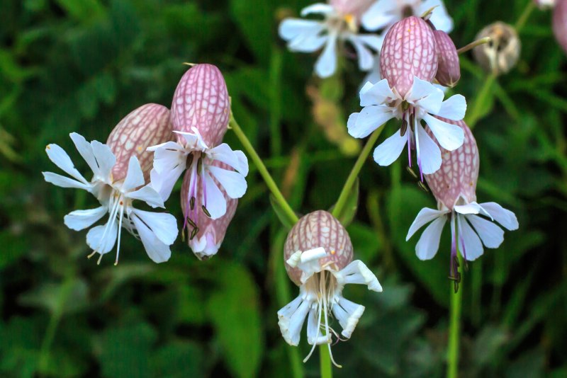Смолевка Гельманна - Silene hellimanriii