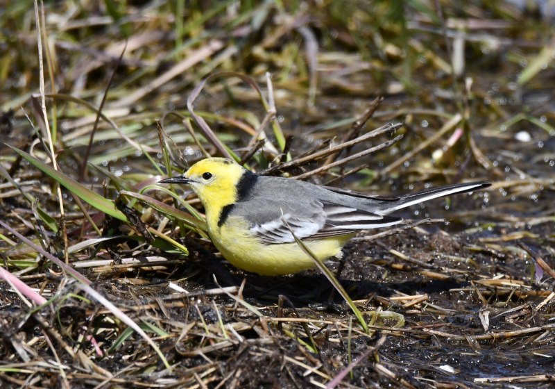 Желтоголовая трясогузка / Motacilla citreola
