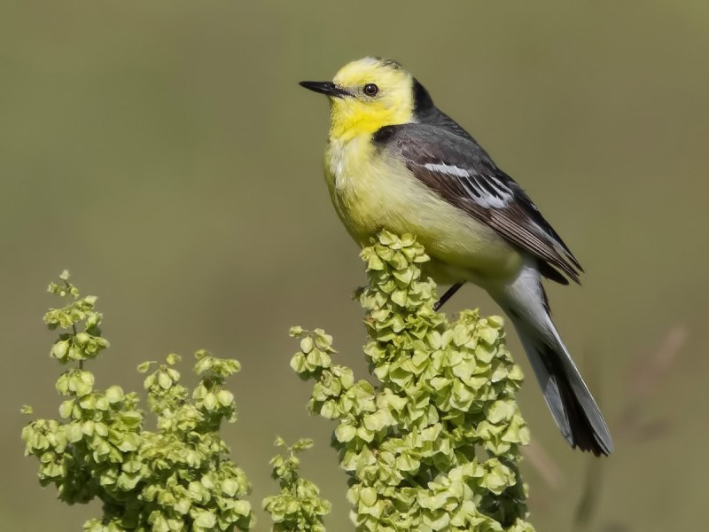 Желтоголовая трясогузка / Motacilla citreola