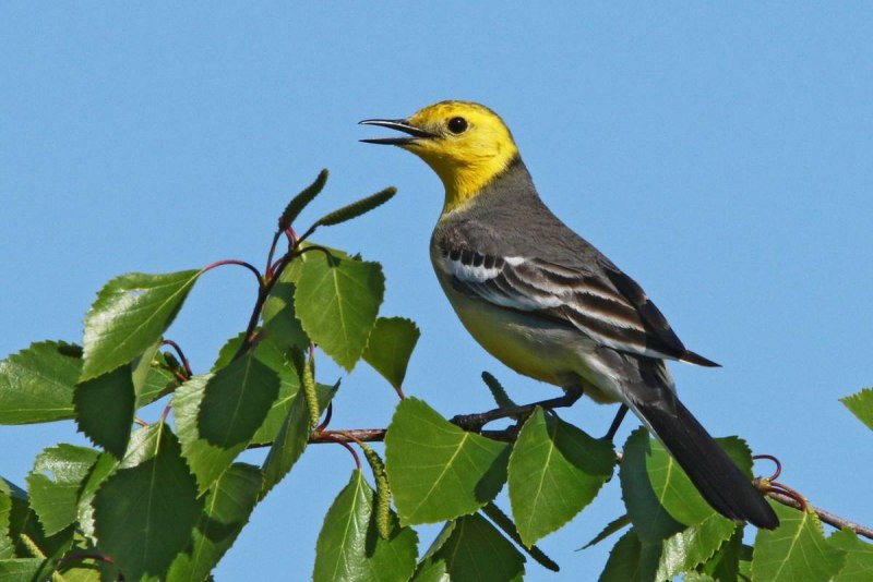 Желтоголовая трясогузка / Motacilla citreola