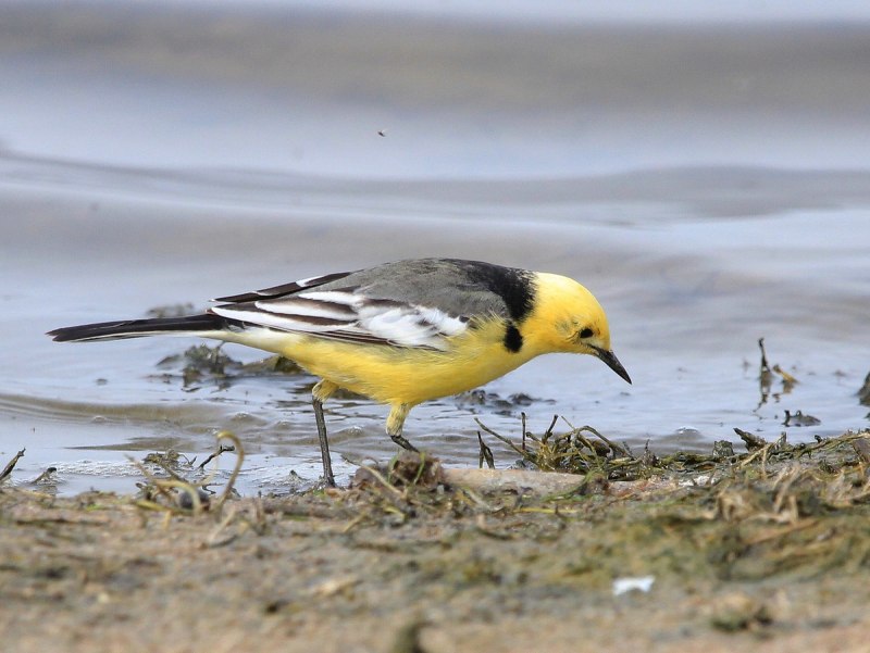 Желтоголовая трясогузка / Motacilla citreola