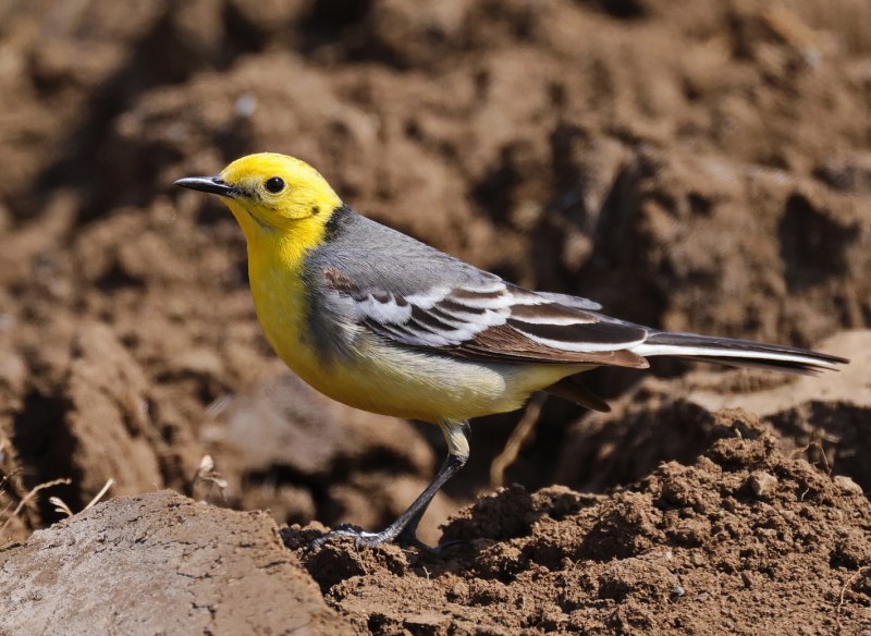 Желтоголовая трясогузка / Motacilla citreola