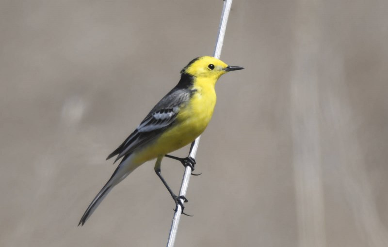 Желтоголовая трясогузка / Motacilla citreola