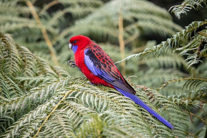 Розелла пестрая Platycercus Eximius