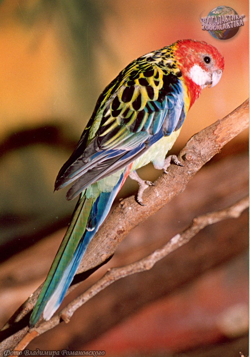 Розелла пестрая Platycercus Eximius