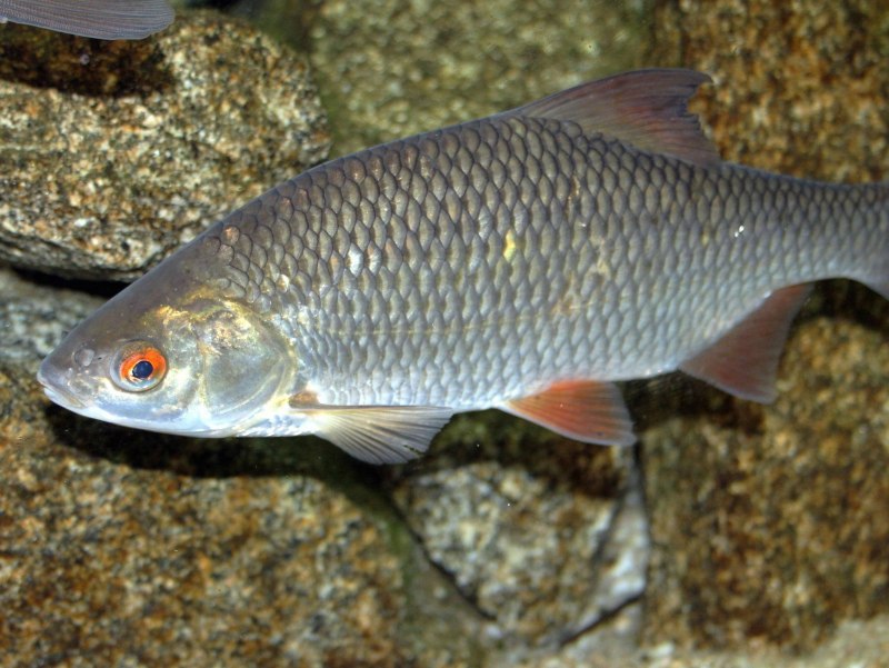 Елец обыкновенный Leuciscus Leuciscus
