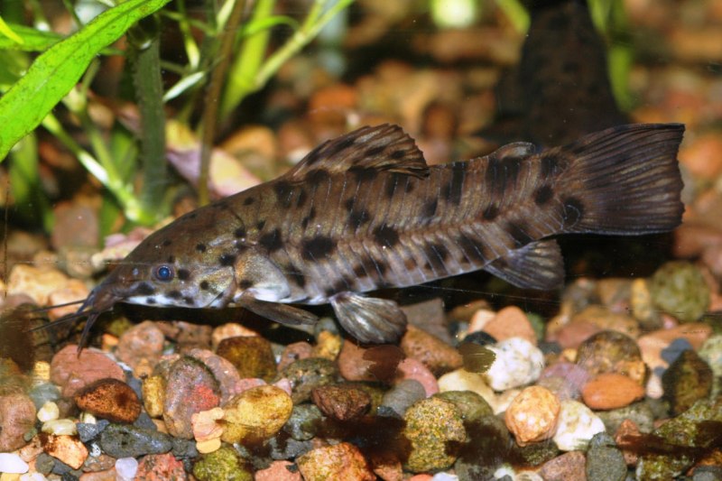 Shirzu Longfin