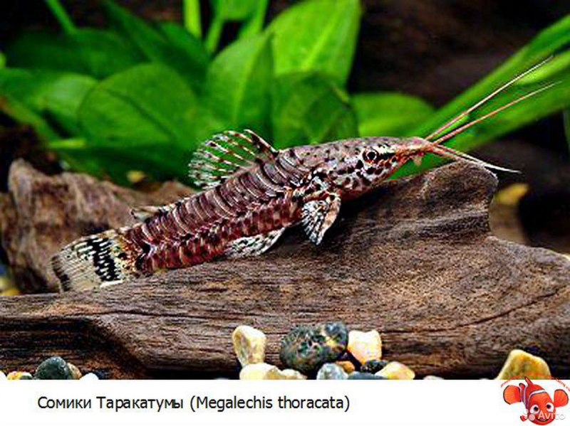 Американский сомик альбинос