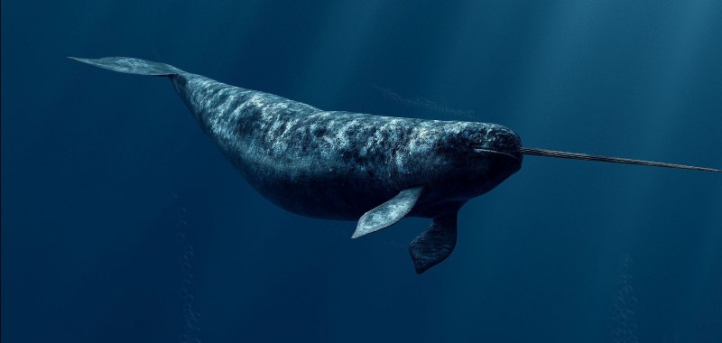 Monodon Monoceros