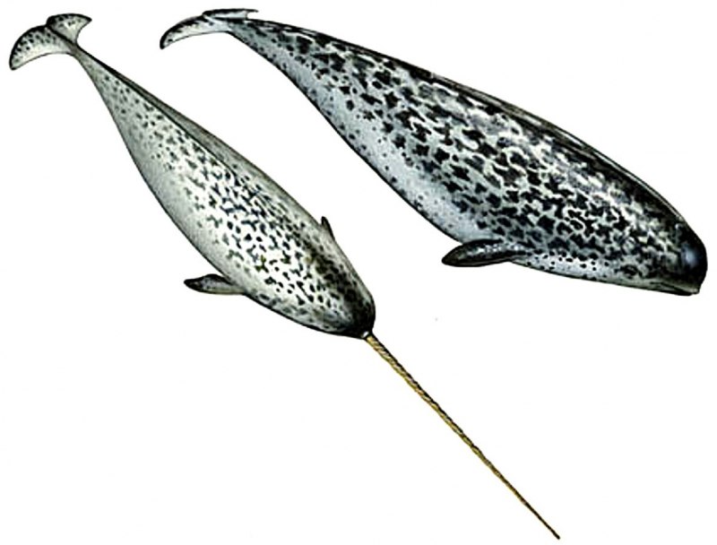 Нарвал (лат. Monodon Monoceros)