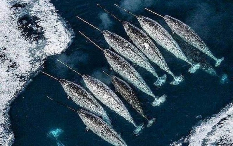 Нарвал морской Единорог