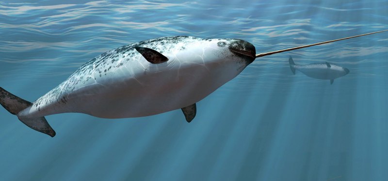 Нарвал морской Единорог