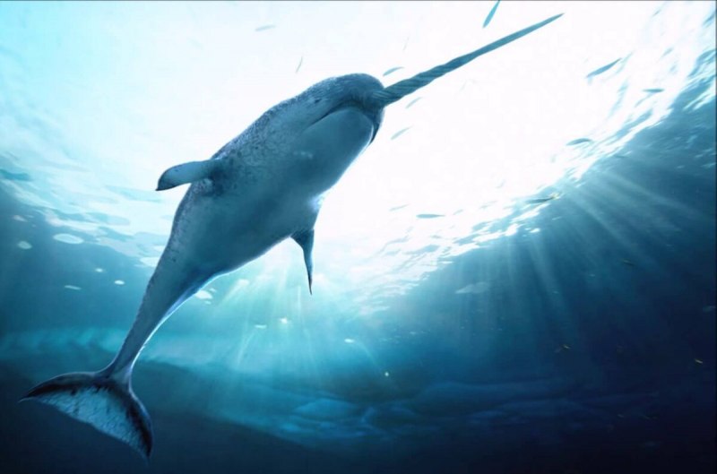 Monodon Monoceros