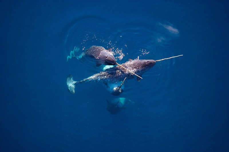 Нарвал (monodon Monoceros)