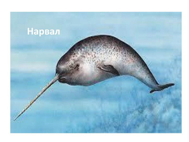 Кит нарвал
