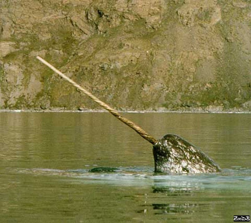 Нарвал (лат. Monodon Monoceros)