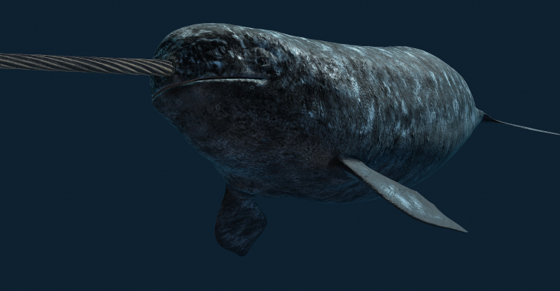 Нарвал (monodon Monoceros)