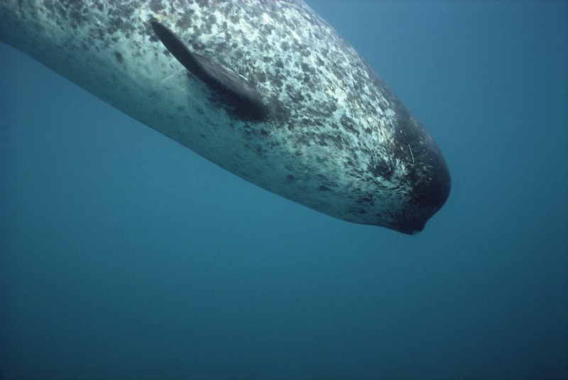 Нарвал (monodon Monoceros)