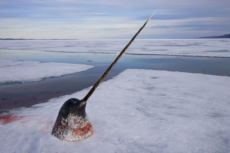 Monodon Monoceros