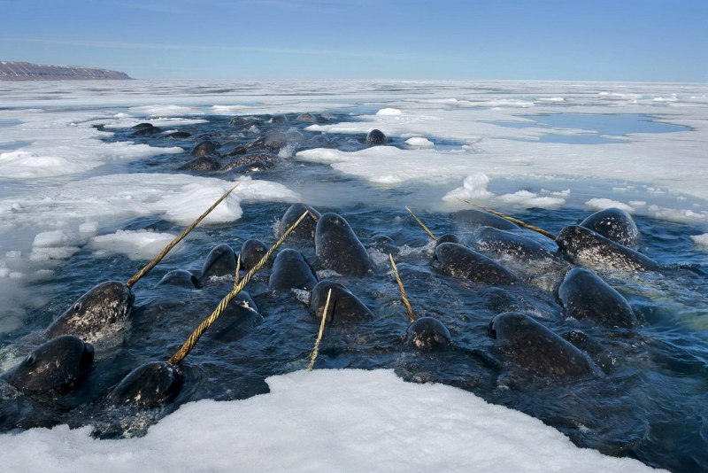 Нарвал морской Единорог