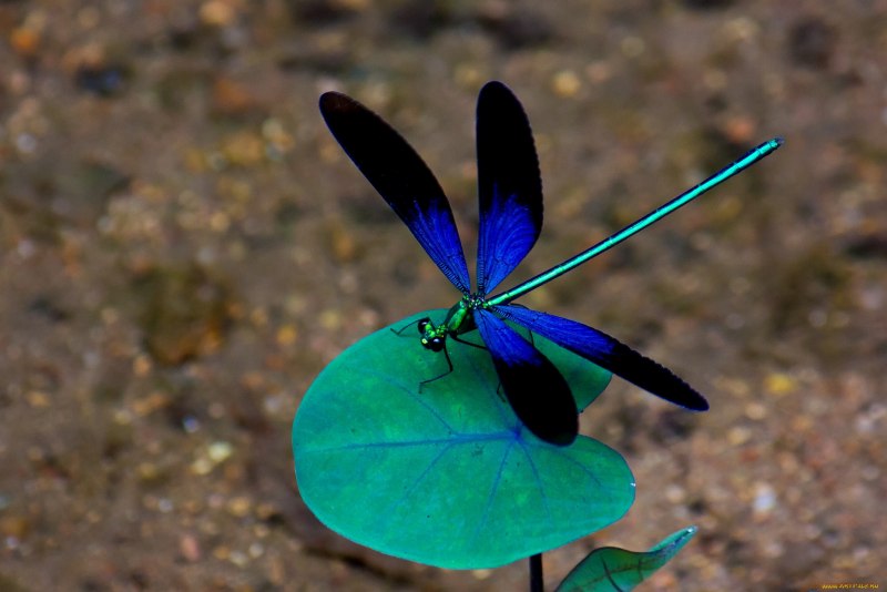 Стрекоза синяя (47 фото)