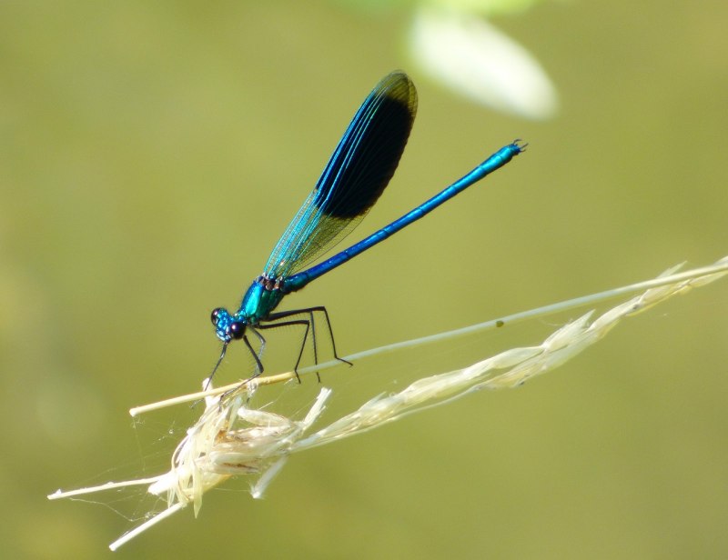 Demoiselle . Стрекоза