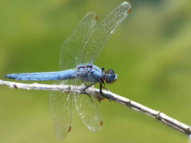 Стрекоза Calopteryx Virgo
