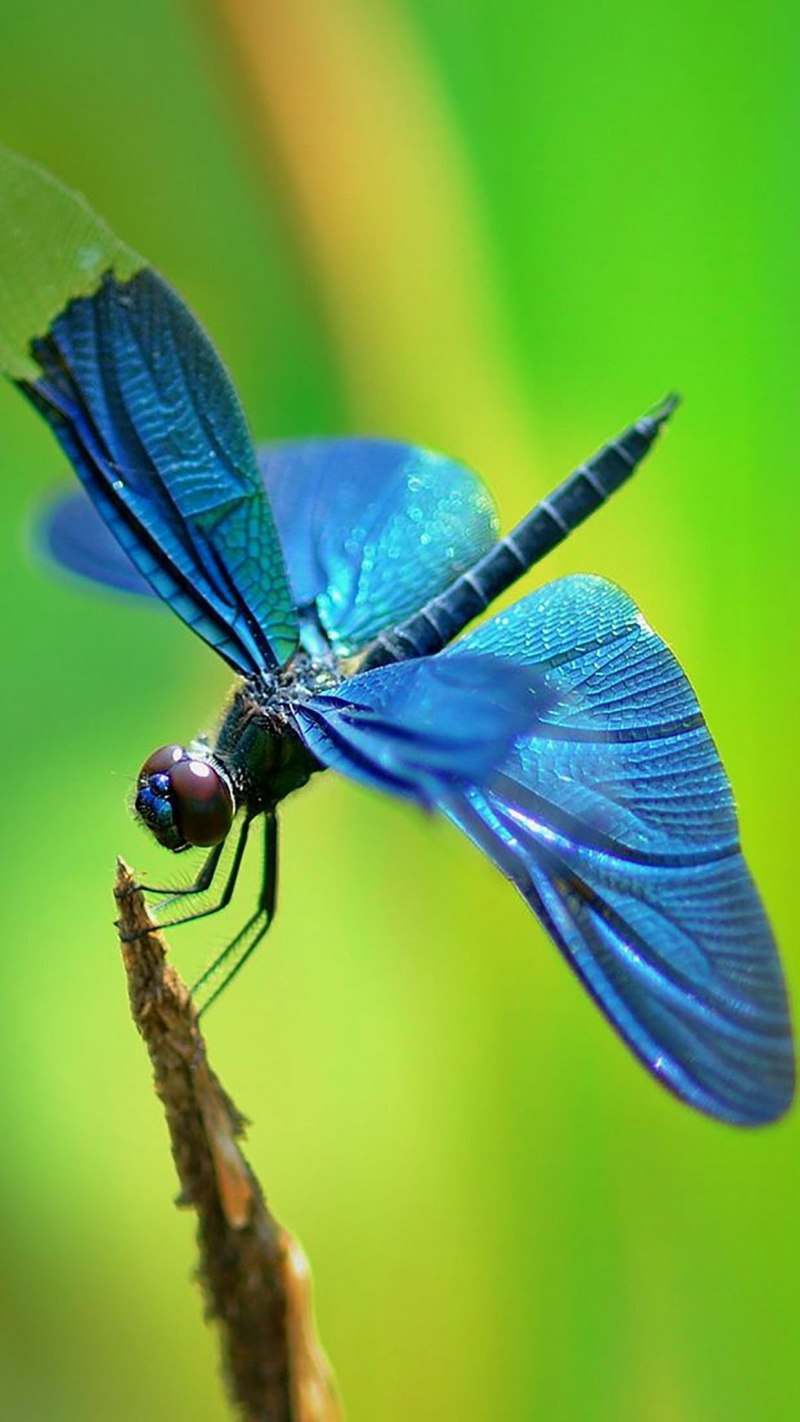 Стрекоза Dragonfly