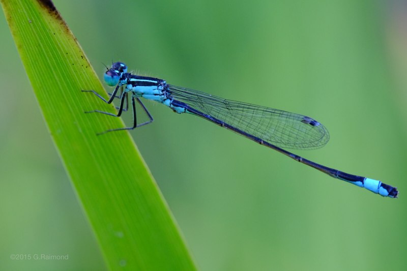 Стрекоза Calopteryx Virgo