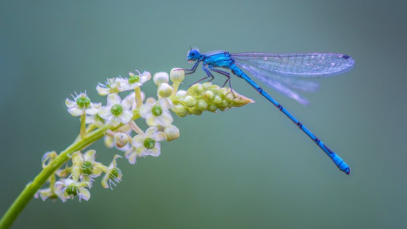 Стрекоза Calopteryx splendens
