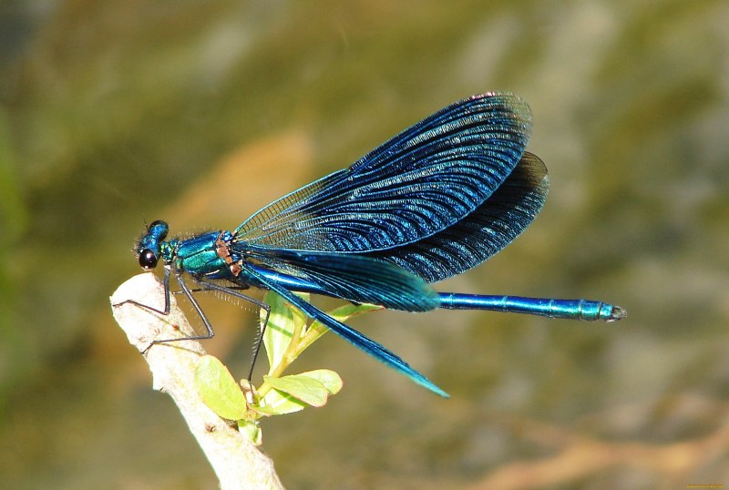 Красотка блестящая (Calopteryx splendens)