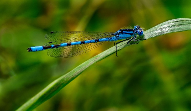 Стрекоза голубая (Orthetrum cancellatum